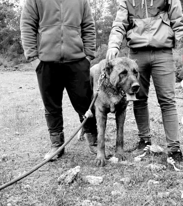 26 Günlük Yavruları Kulaklarını Kesip 40 Bin Liraya Satıyorlar 8